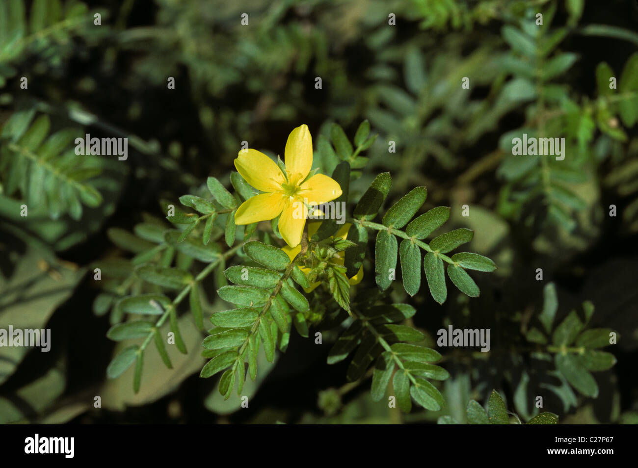 Puncture vine or Jamaican feverplant (Tribulus cistoides) flower, Thailand Stock Photo