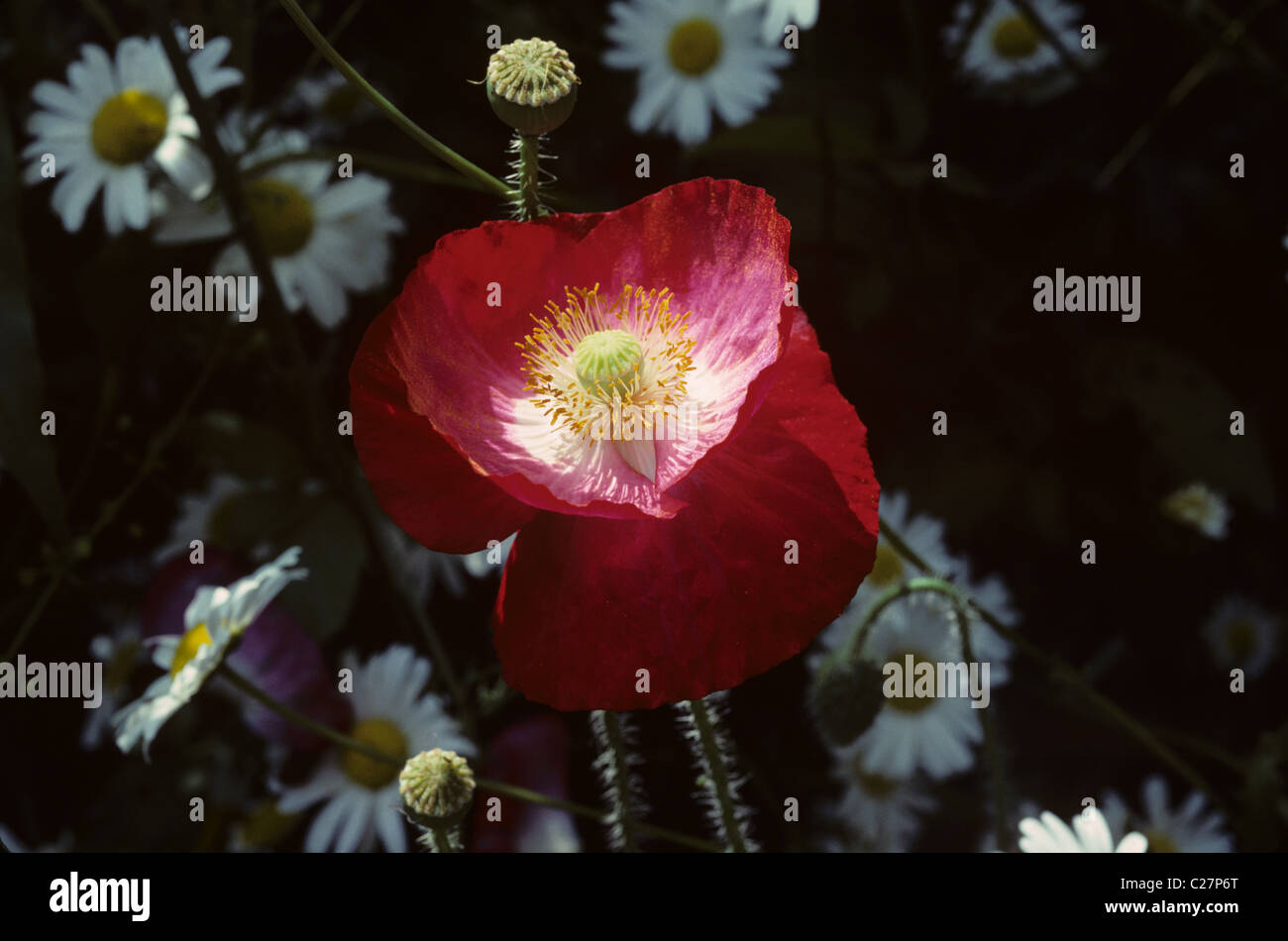 A hybrid corn poppy (Papaver rhoeas X) flowering among mayweeds Stock Photo