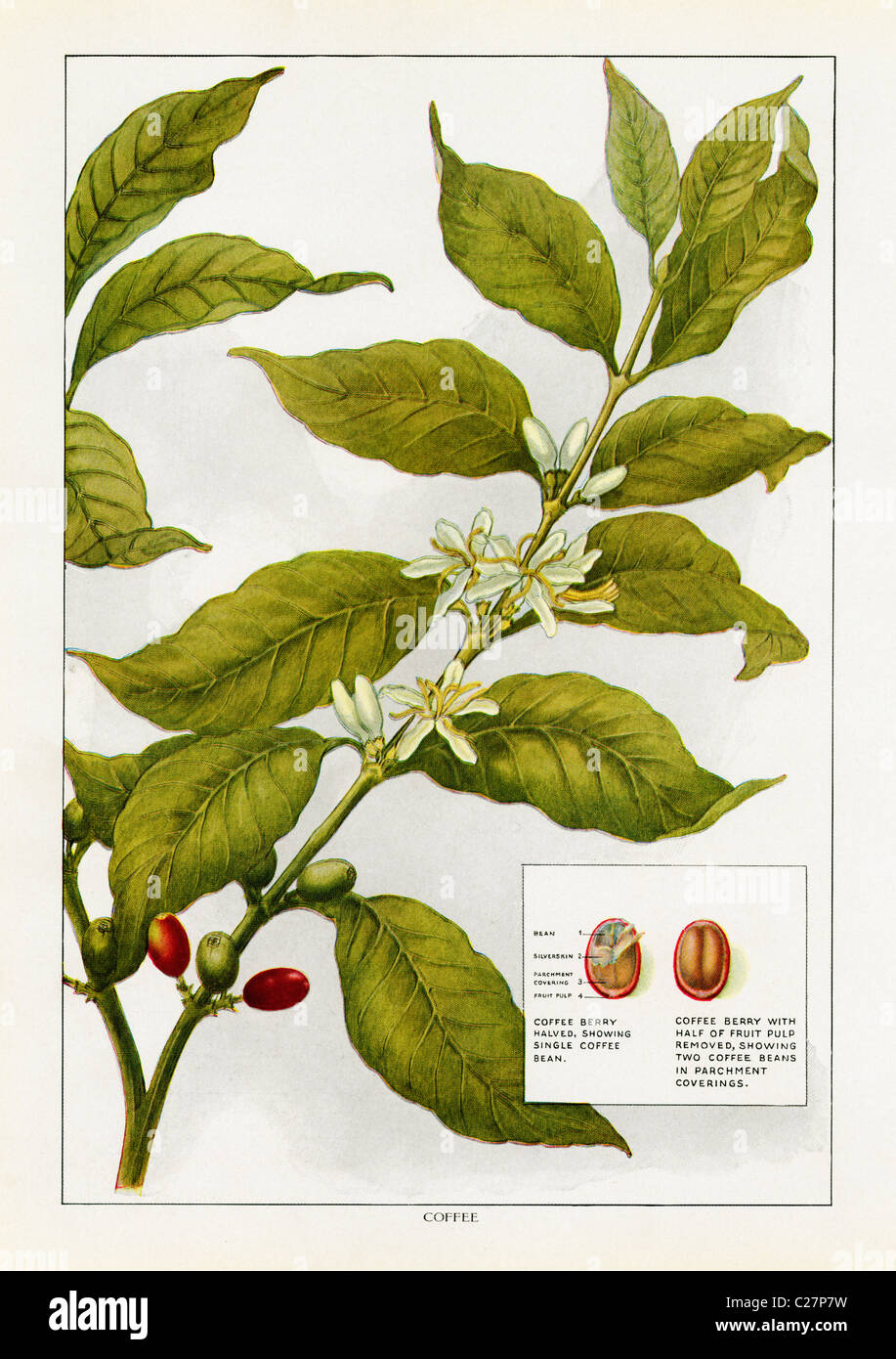 A vintage color illustration of berries from the Grocer’s Encyclopedia, c. 1911. Stock Photo
