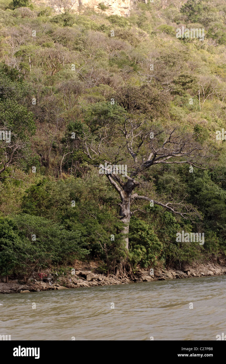 Tree growing at the Grijalva river bank at the Sumidero Canyon Stock Photo