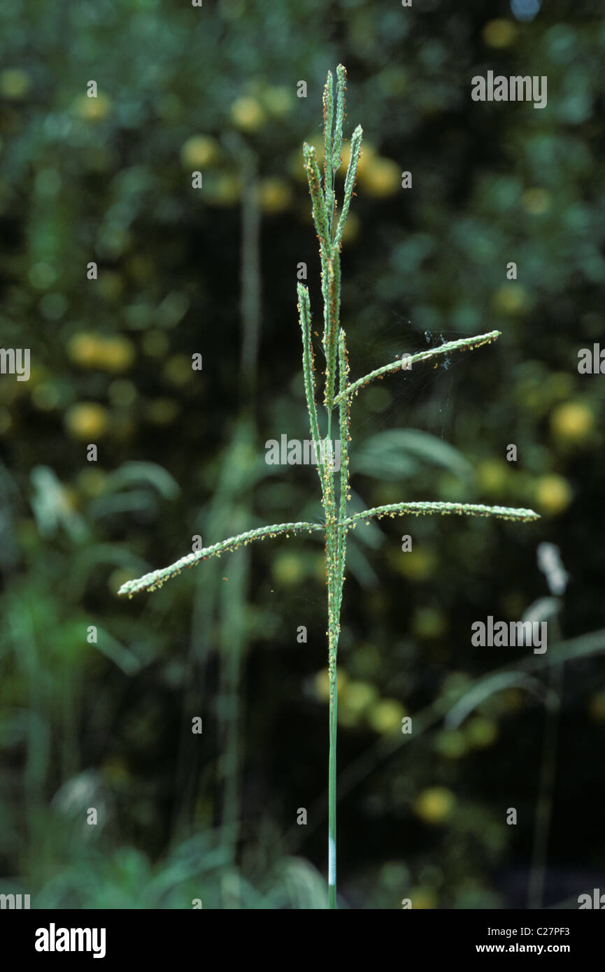 Dallis grass (Paspalum dilatatum) flower, Florida, USA Stock Photo