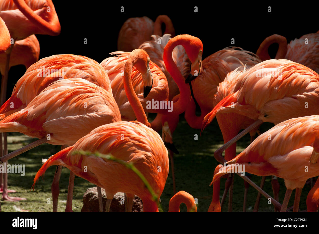 Pink flamingoes, Jurong Bird Park, Singapore Stock Photo