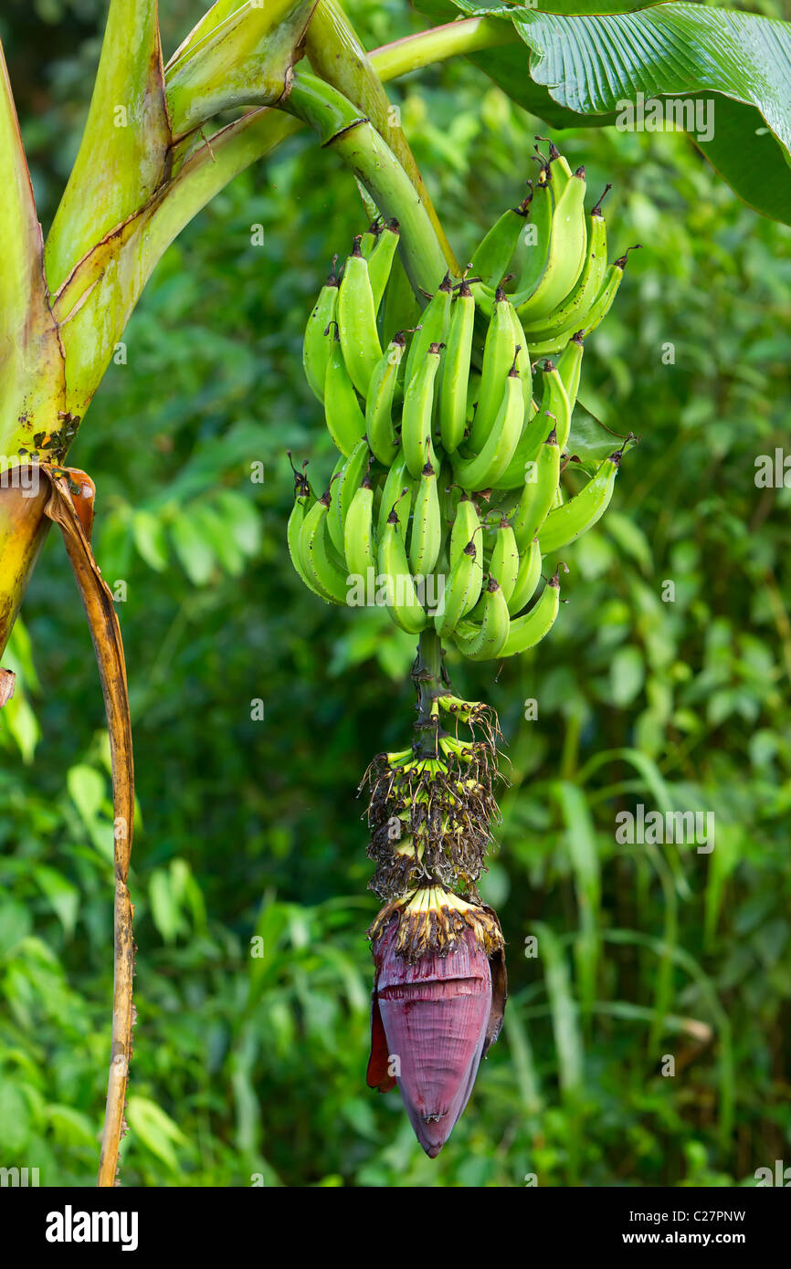 Unripe Banana Cluster Ecuadorian Plantation Near Machala City Stock Photo