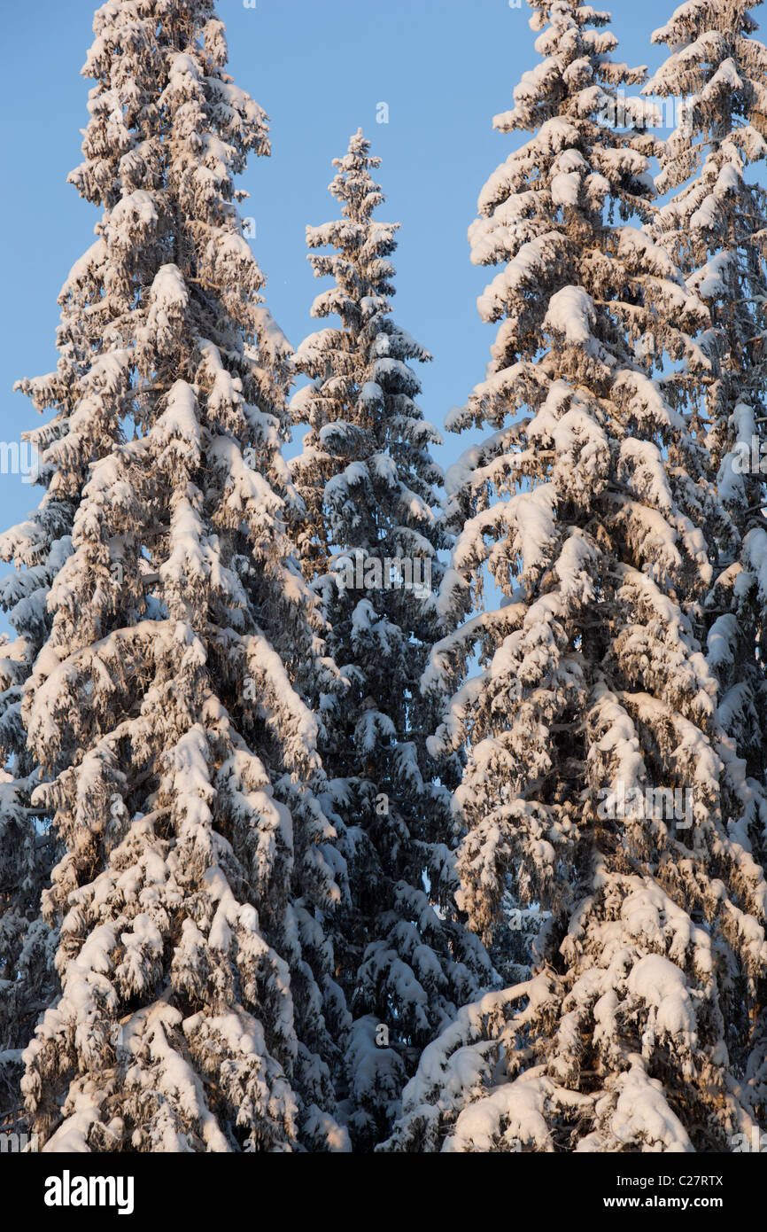 Spruce ( picea abies ) taiga forest at Winter , Finland Stock Photo