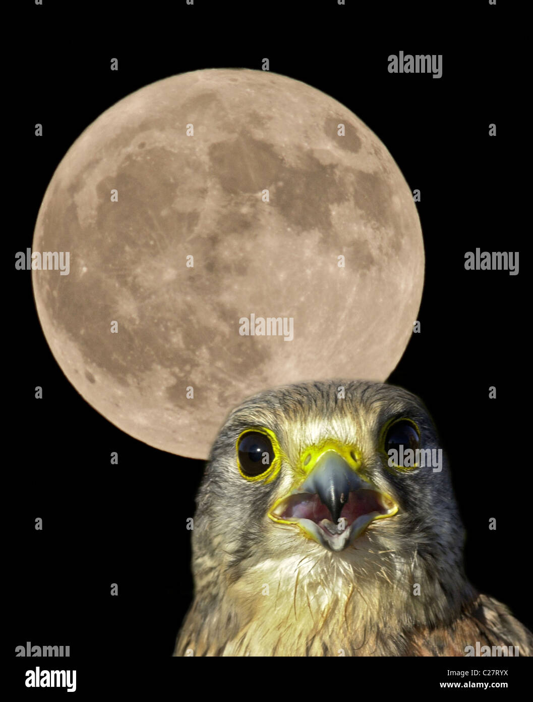 A Kestrel (Falco tinnunculus) under a full moon (Digital enhancement) also known as a Hunter's Moon Stock Photo