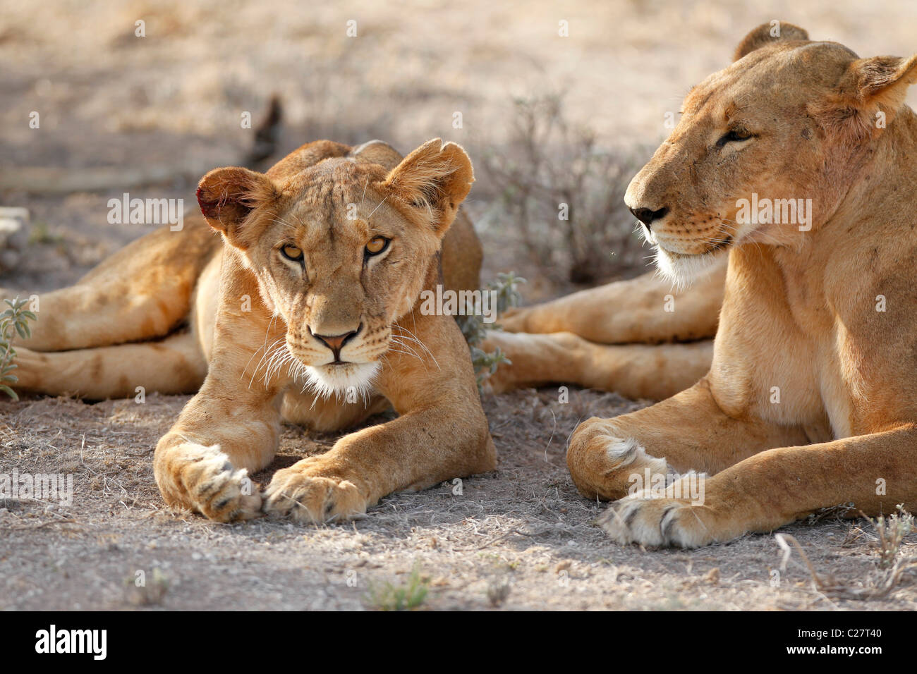Two female lions resting in the shade in the Samburu National Reserve ...