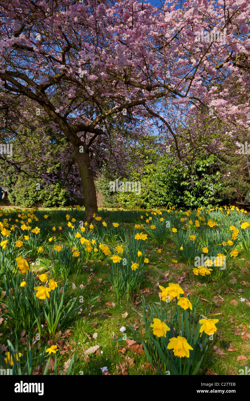 Cherry tree in blossom with daffodils in spring  Nottingham Nottinghamshire England GB UK EU Europe Stock Photo