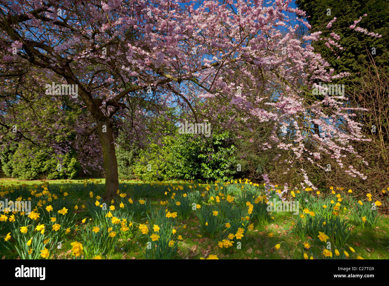 Cherry tree in blossom with daffodils in spring  Nottingham Nottinghamshire England GB UK EU Europe Stock Photo