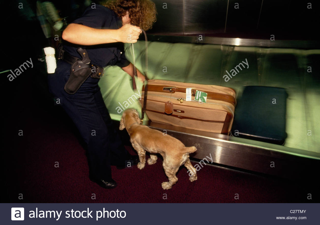 A cocker spaniel sniffs for drugs in baggage at Miami Airport Stock Photo 35823115 Alamy