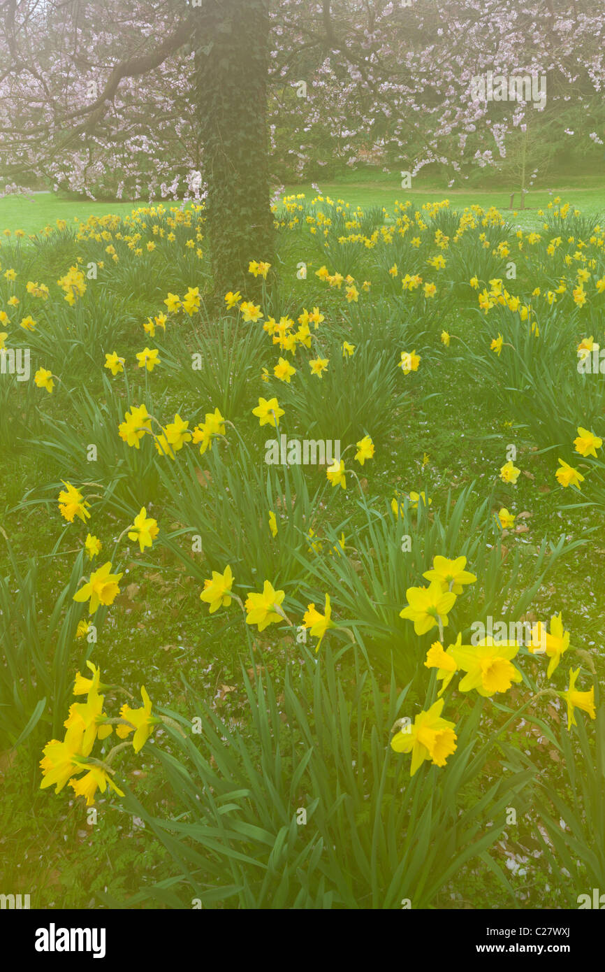 Cherry tree in blossom with daffodils in spring  Nottingham Nottinghamshire England GB UK EU Europe Stock Photo