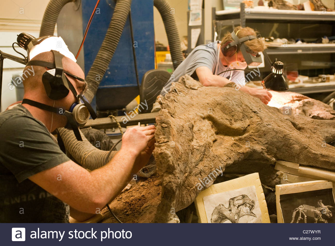 Paleontologist High Resolution Stock Photography and Images Alamy