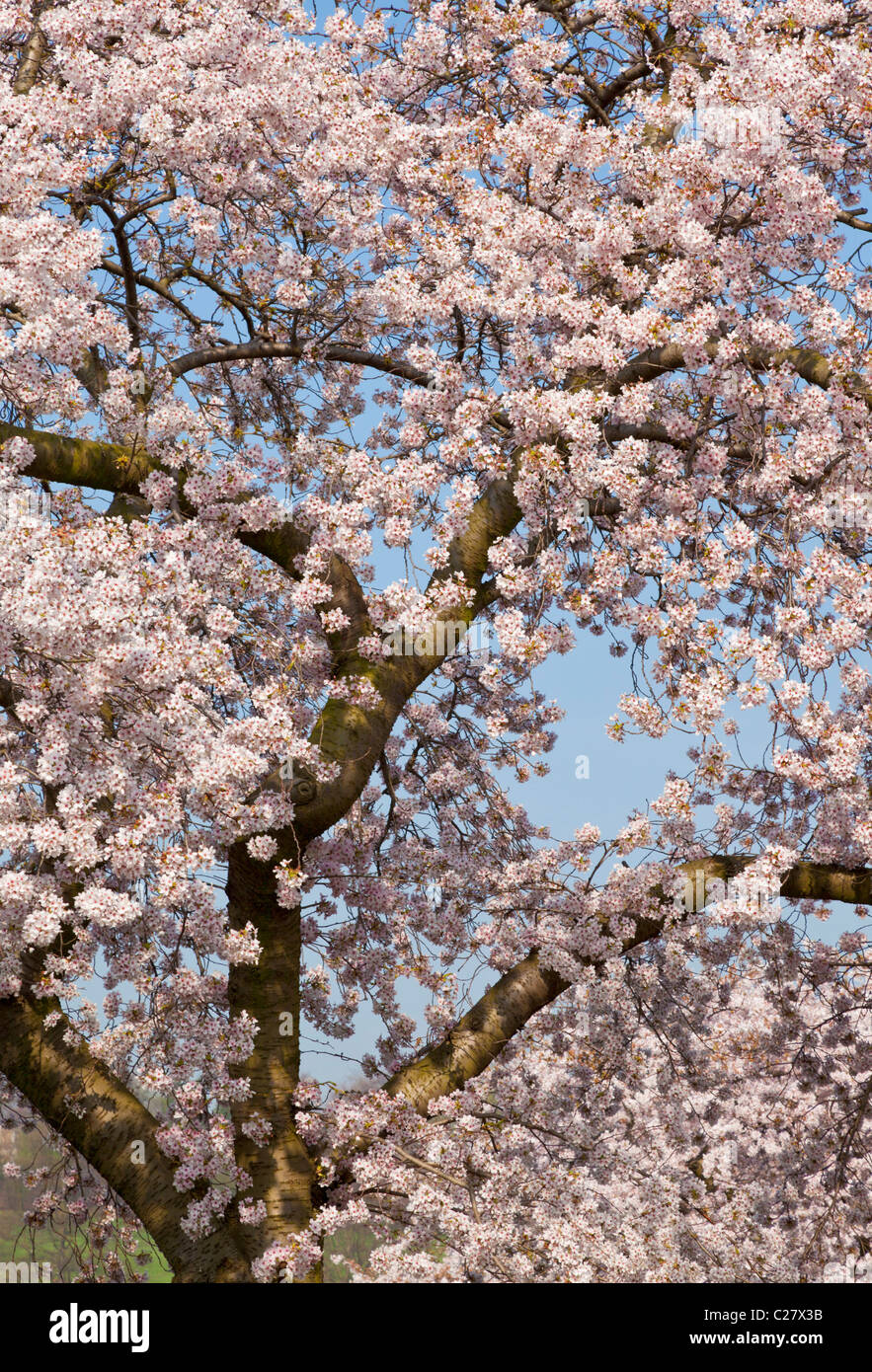 Blossom trees uk hires stock photography and images Alamy