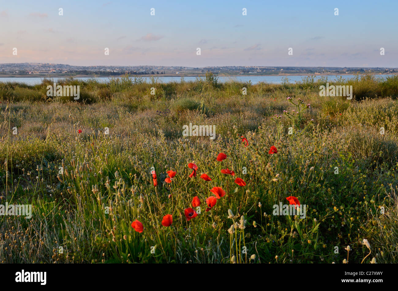 Poppies by the the salt lake of La Mata in the La Mata Natural Park, Torrevieja, Alicante Province, Spain. Stock Photo