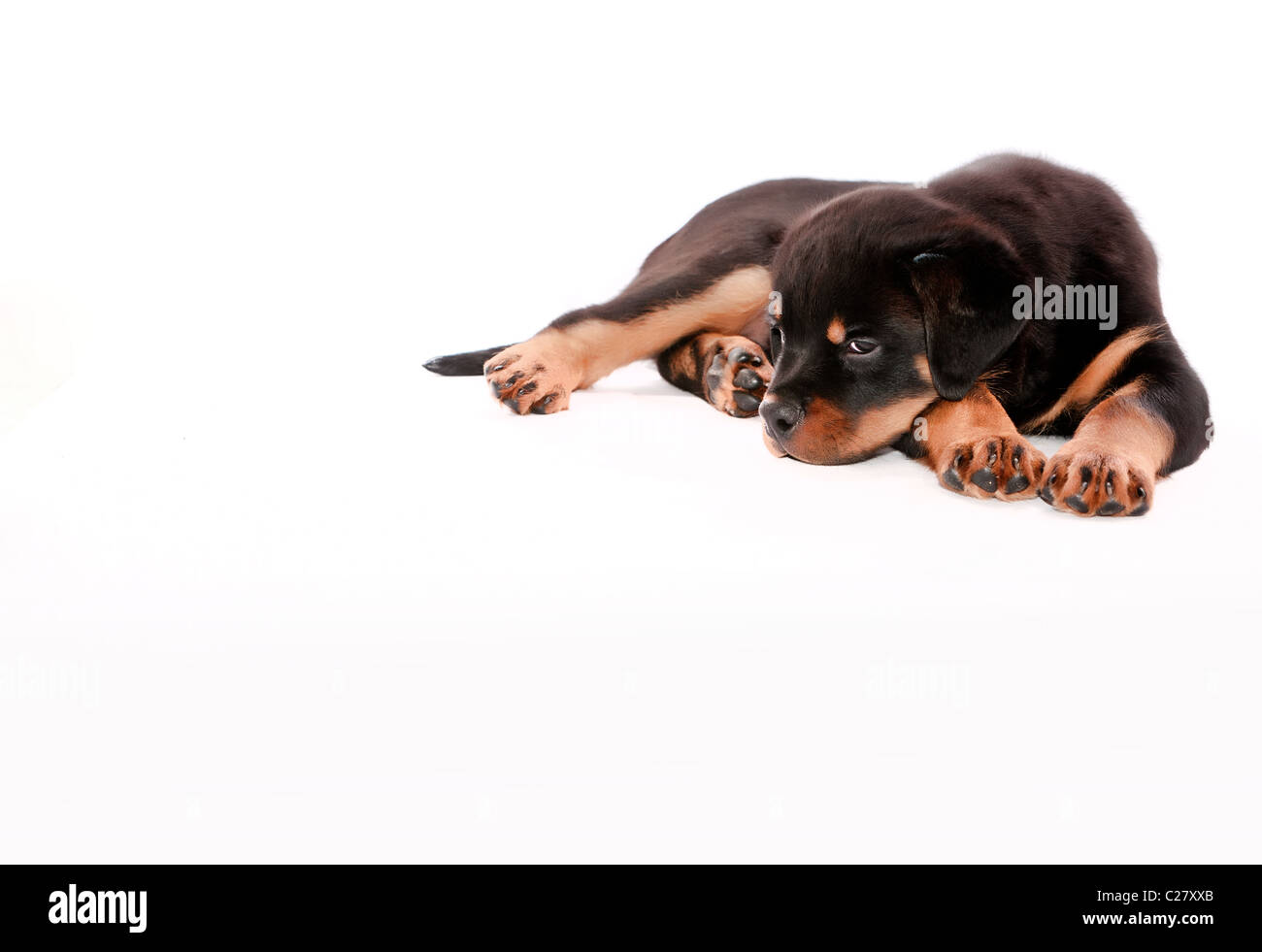 Are Rottweilers Lazy Dogs