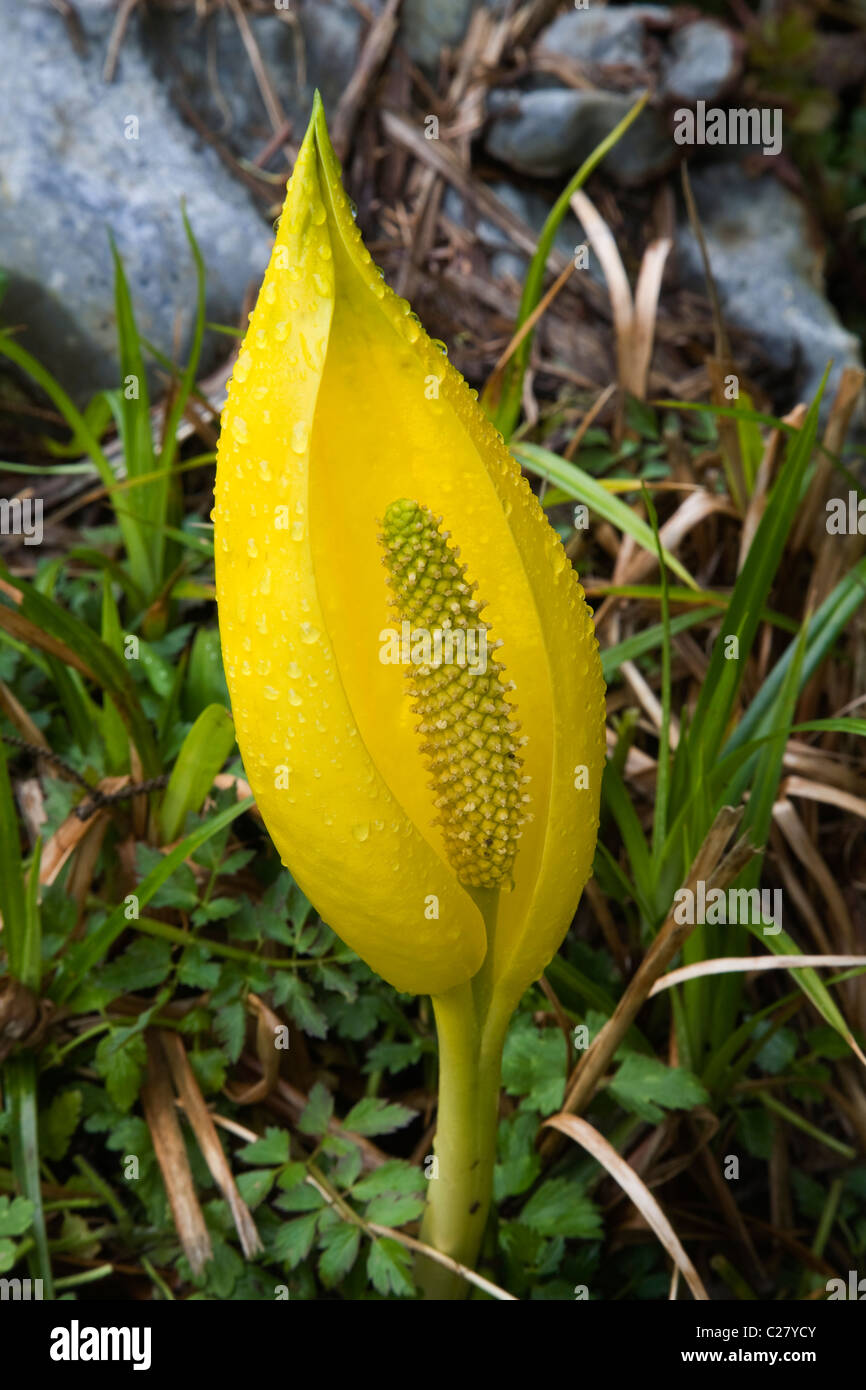 The blossom of a skunk cabbage growing in a swamp in western Oregon