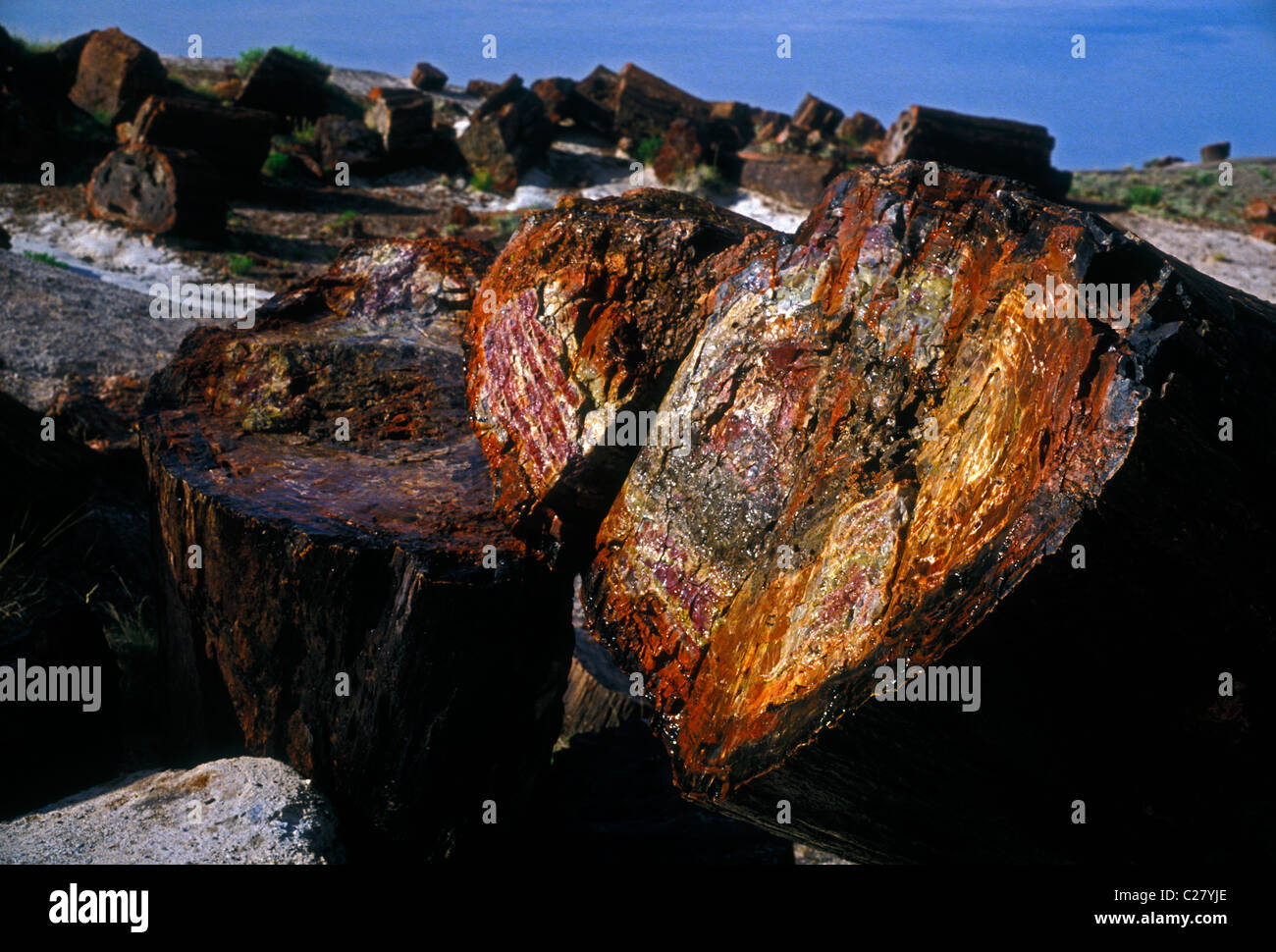 petrified wood log, petrified wood logs, wood log, wood logs, petrified wood, fossilized wood, fossils, Petrified Forest National Park, Arizona Stock Photo