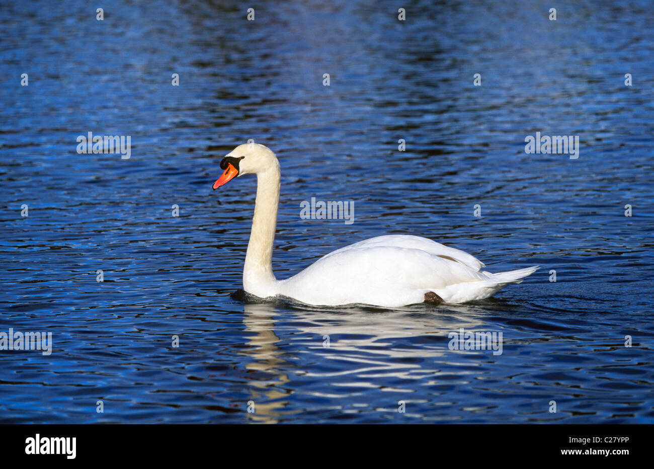 Portrait of a mute swan, Cygnus olor, on a river Stock Photo