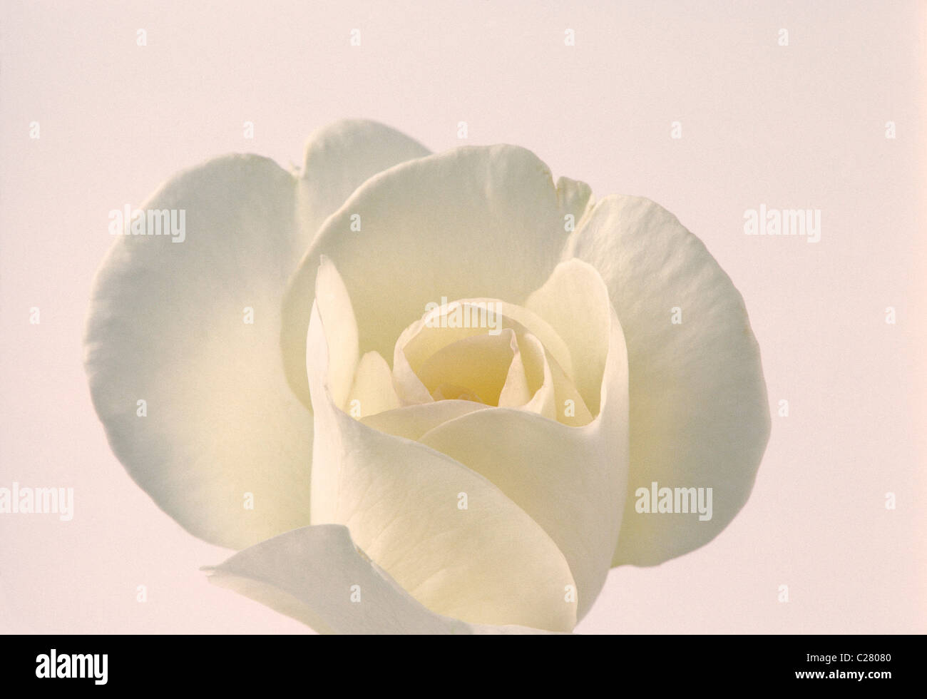 White rose up close hi-res stock photography and images - Alamy