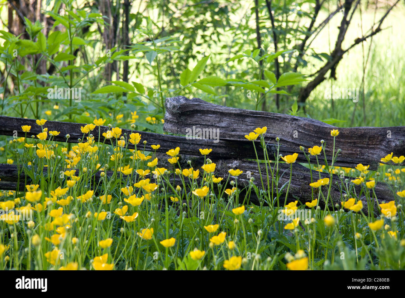 Yellow buttercup type flowers in front of rustic split log fence