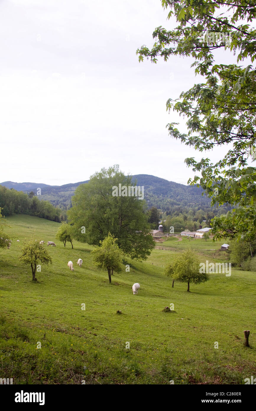 Hillside dairy farm in Mission, BC, Canada Stock Photo Alamy