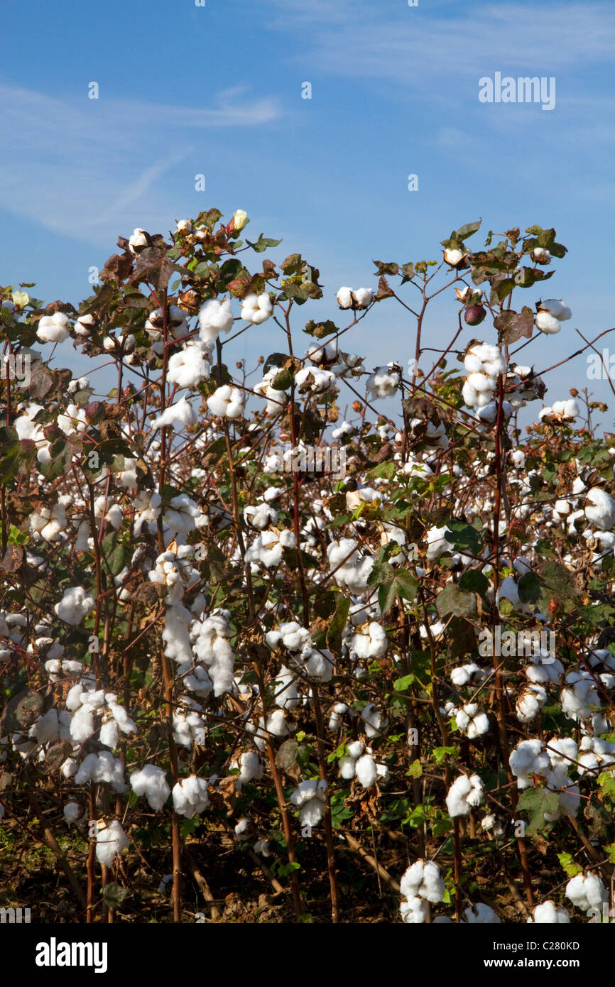 Cotton field ready for harvest in the American South. Stock Photo