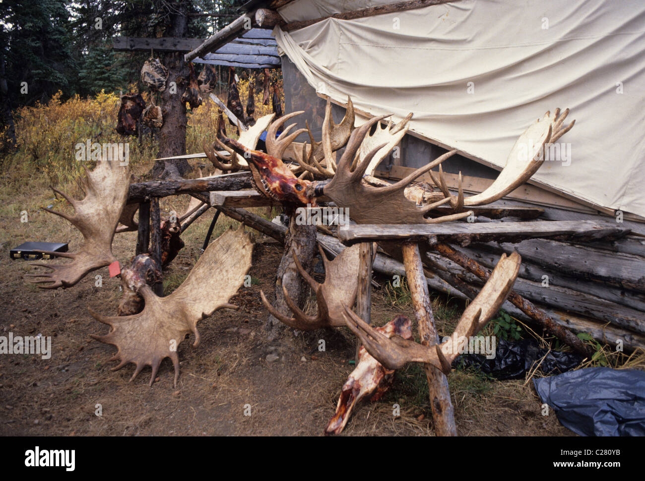 Moose Antlers, Hunting Camp, Denali National Park, Alaska, fall, fall