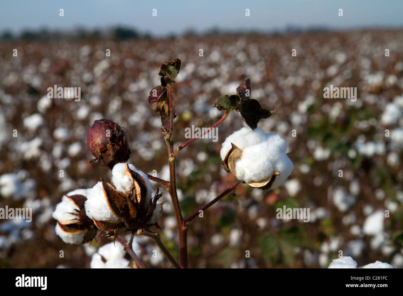 Cotton field ready for harvest in the American South. Stock Photo