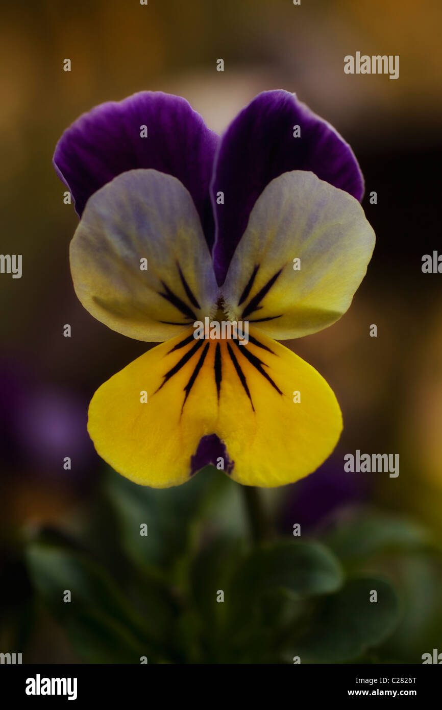 Flower of purple and yellow pansies on a bed close up Stock Photo