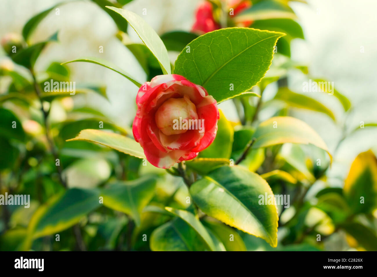 Japanese camellia pink flower on a bush close-up Stock Photo
