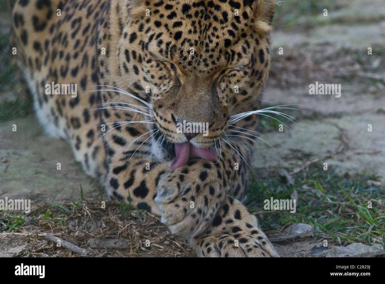 A leopard washes itself like a cat Stock Photo