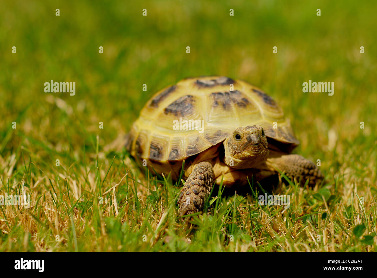A male Horsefield tortoise (Testudo horsefieldi Stock Photo Alamy