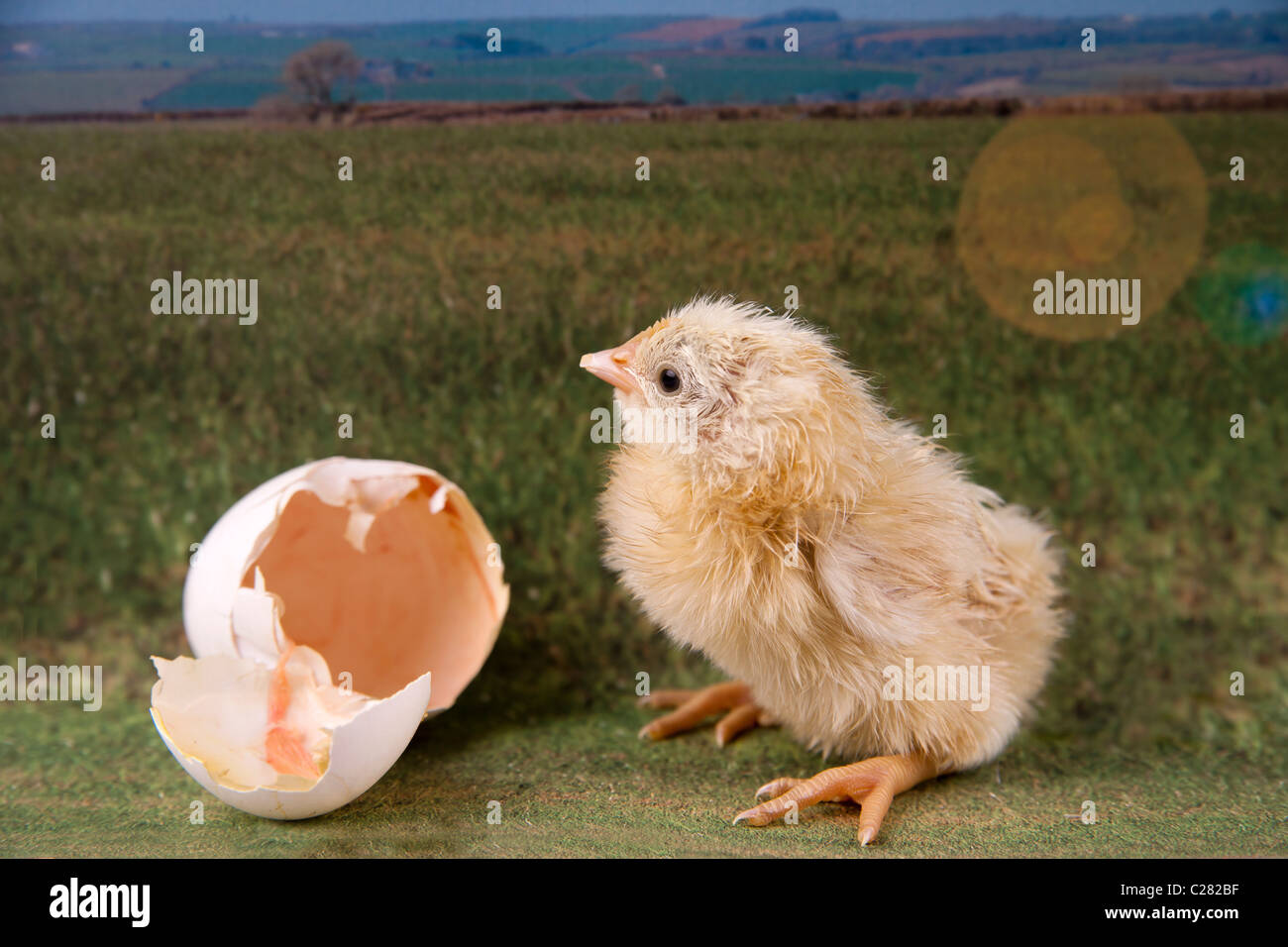 one hour old yellow chick with broken egg shell against a countryside landscape Stock Photo