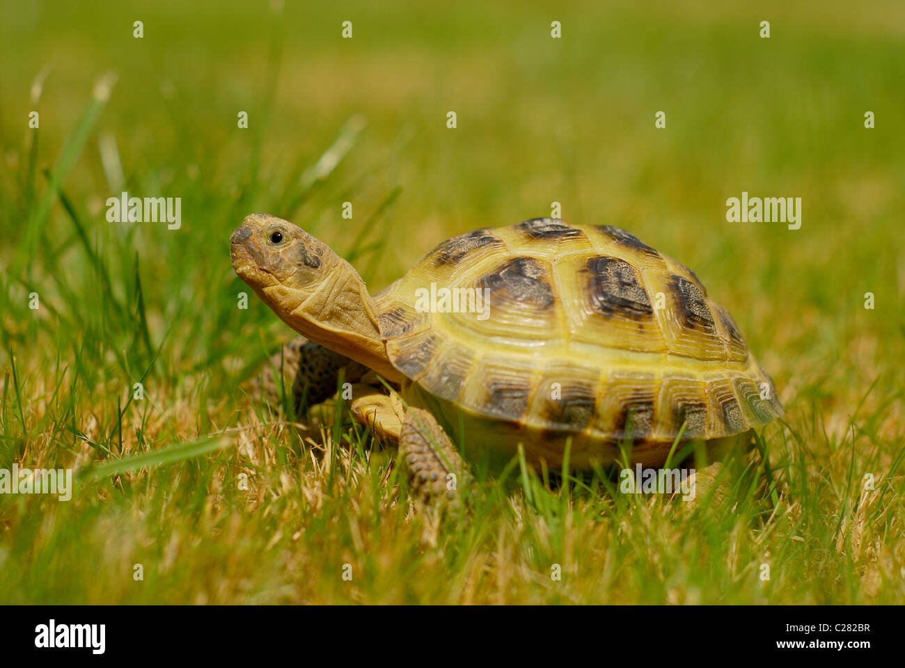 A male Horsefield tortoise (Testudo horsefieldi Stock Photo Alamy