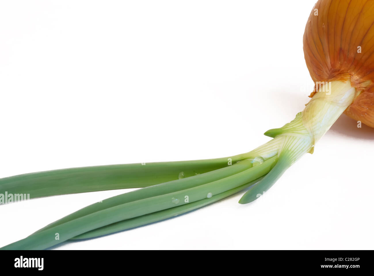 onions with sprouts on a white background Stock Photo Alamy