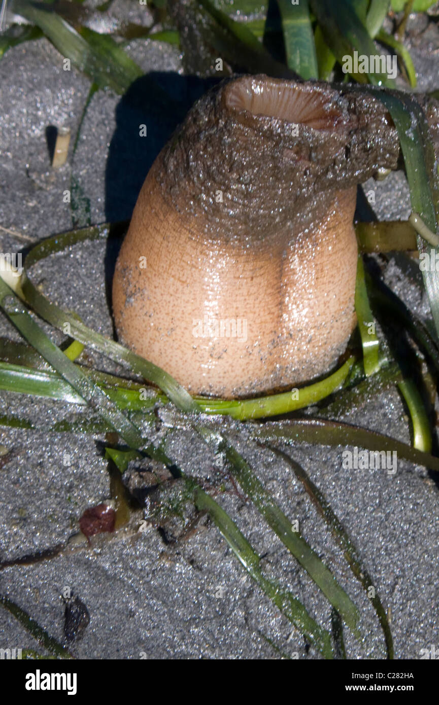 Geoduck clam hires stock photography and images Alamy