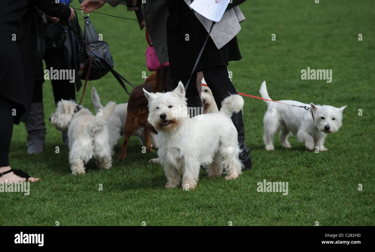 Westie walk hot sale 2019