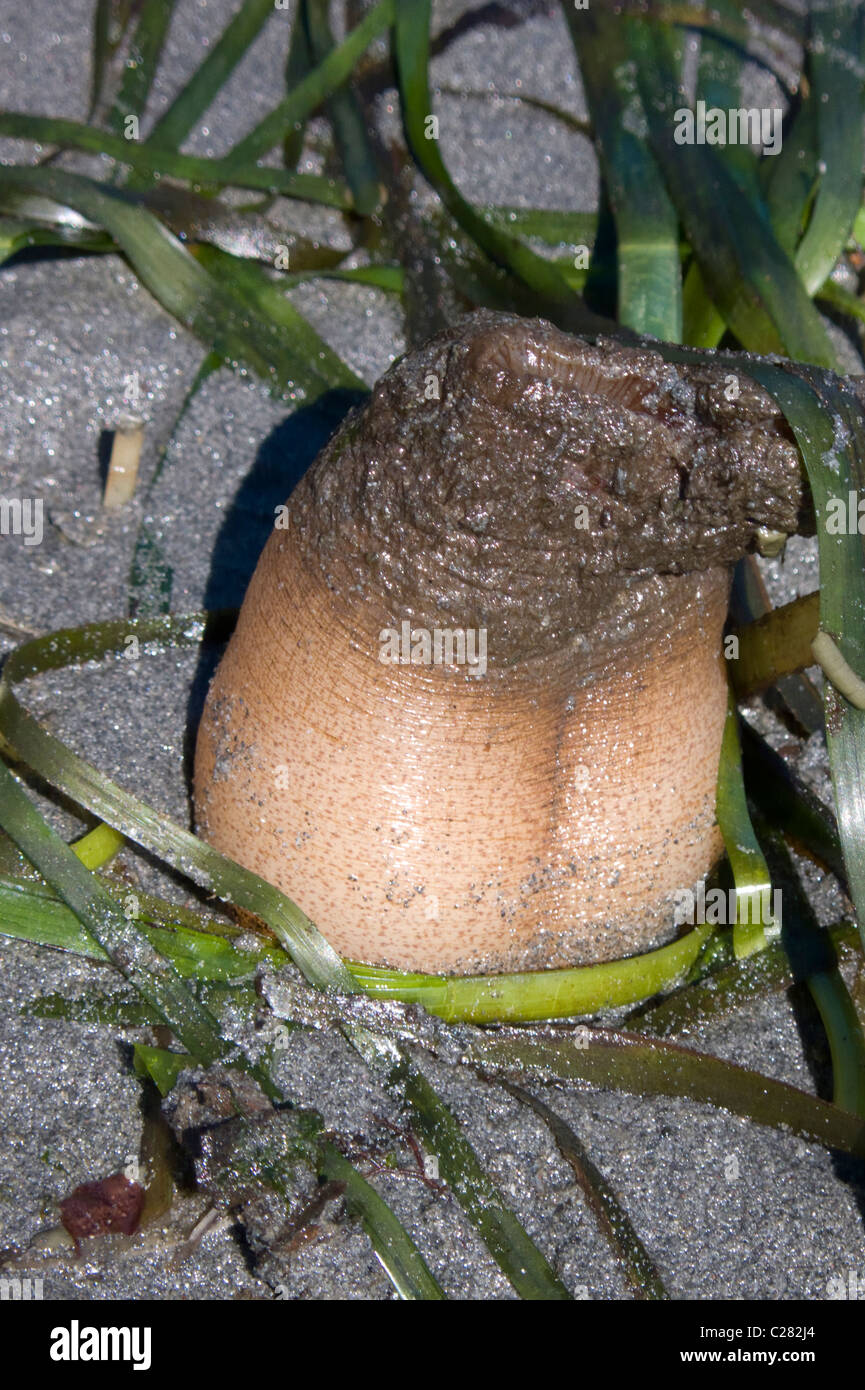 Geoduck clam digging on Washinton State's Puget Sound during a minus 3