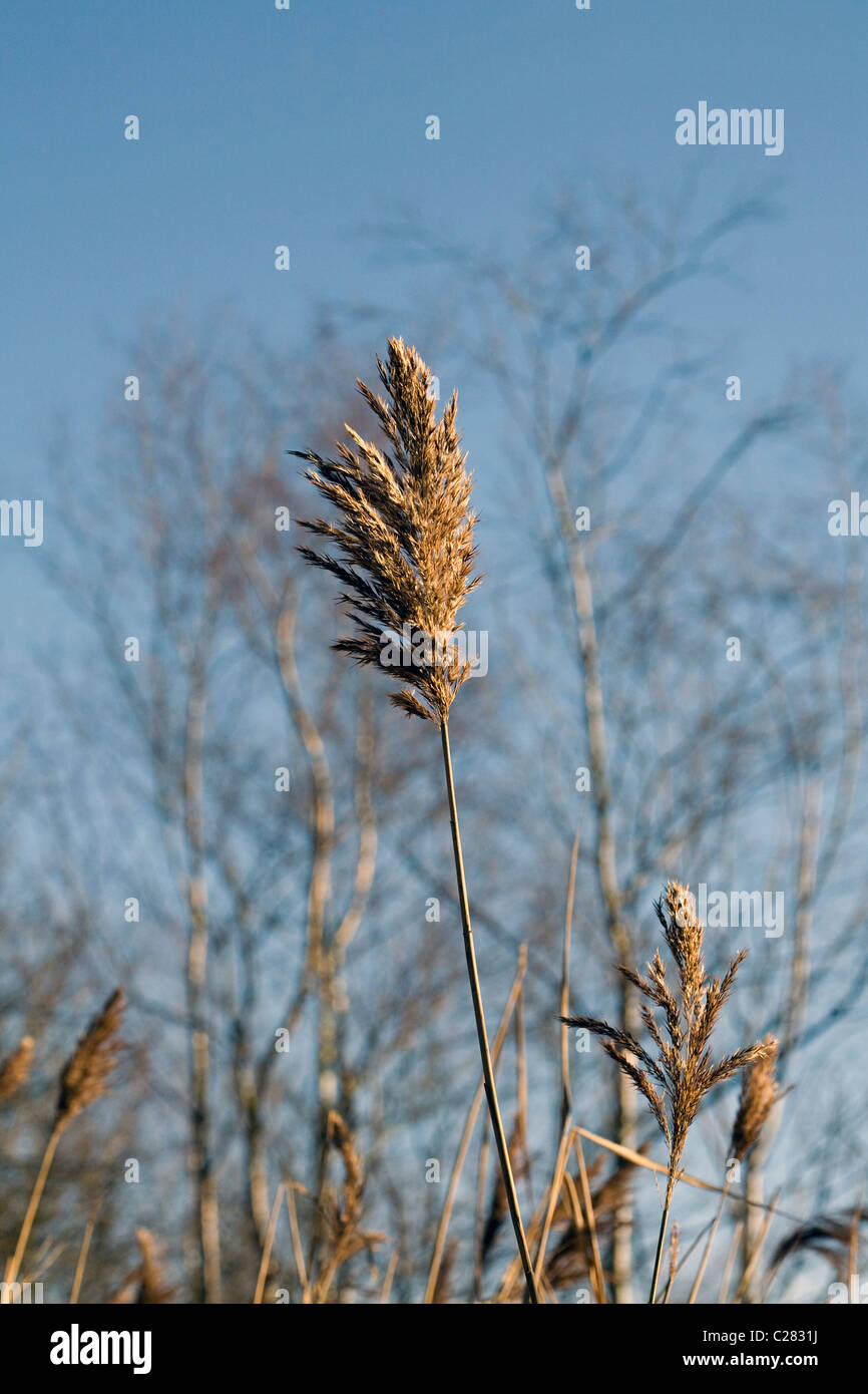 Common Reed Jackson's Brickworks Middlewood Way Poynton Cheshire ...