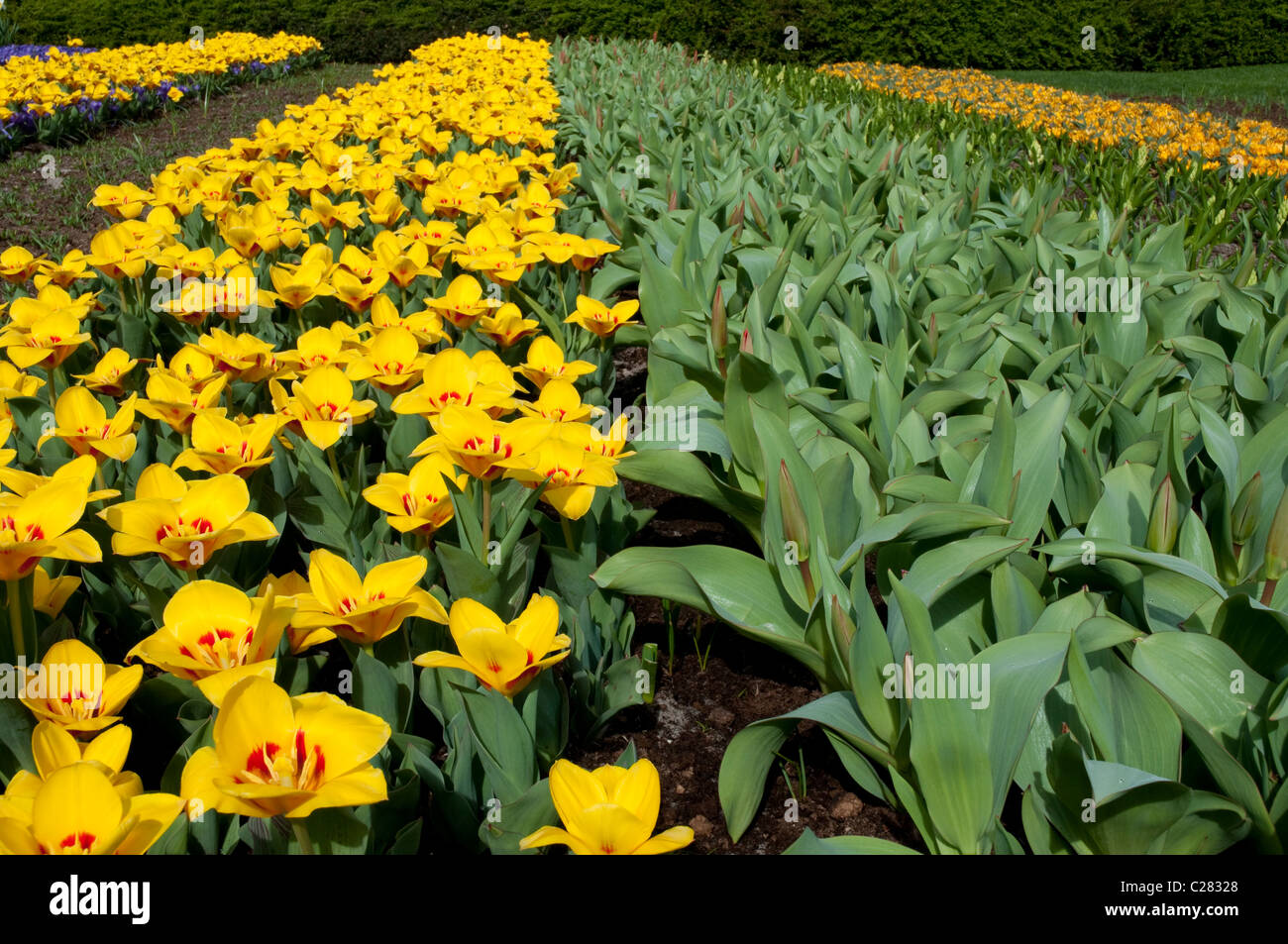 Spring Tulips, Tulpenfelder, Keukenhof Garden,  Holland, Netherlands Stock Photo