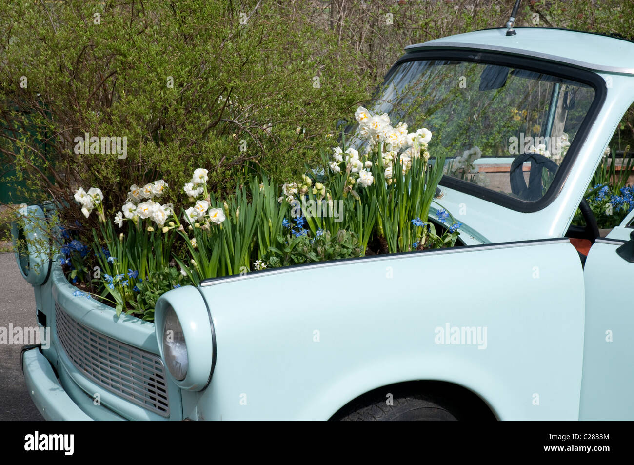 Oldtimer with Spring Flowers, Ausgedientes Auto mit Frühlingsblumen, Keukenhof, Holland, Netherlands Stock Photo