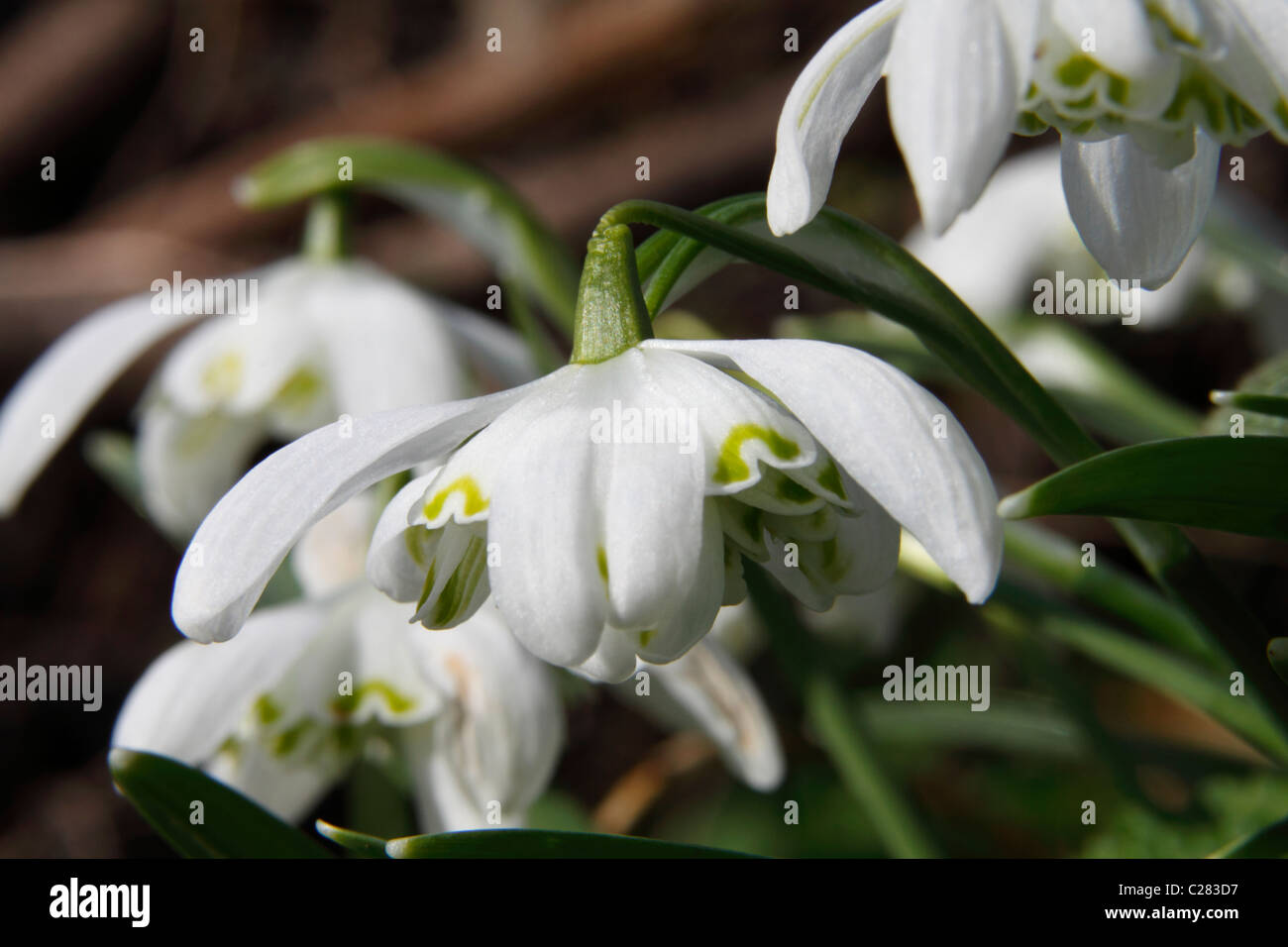 common snowdrop galanthus Stock Photo