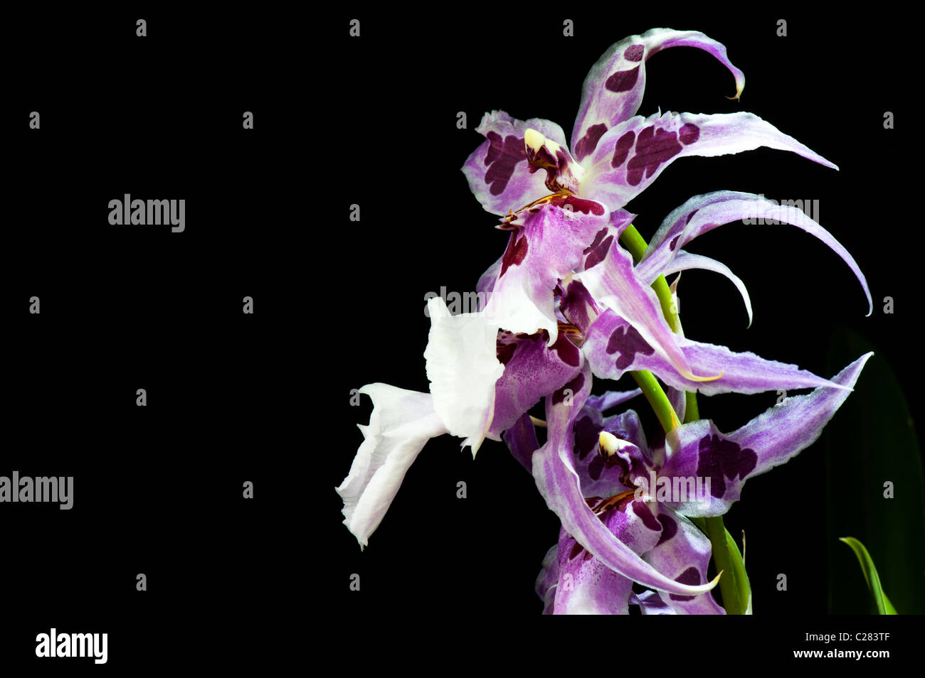 Beallara peggy ruth carpenter orchid. Hybrid Beallara orchid flower against black background Stock Photo