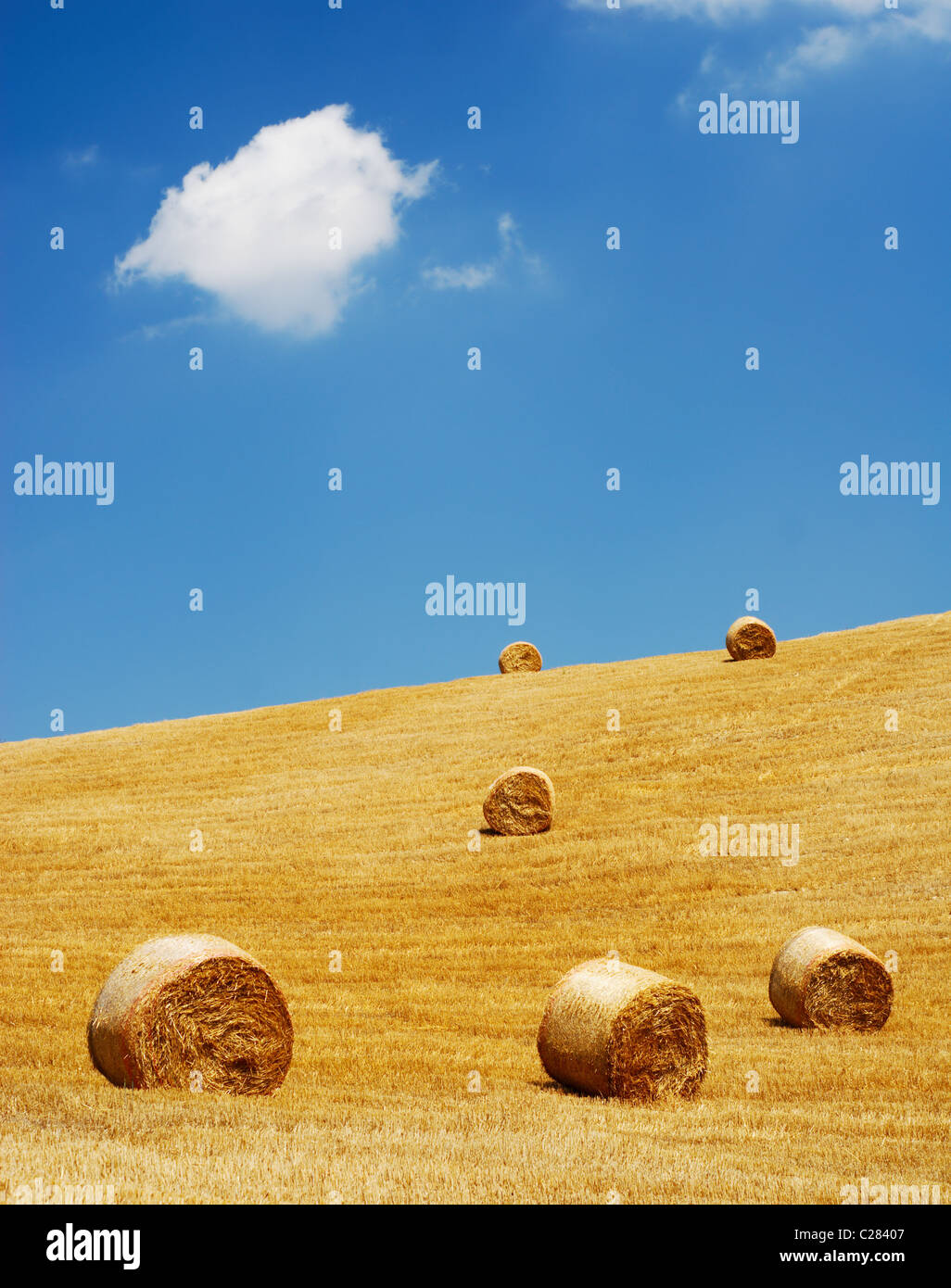 Golden straw bales in a field with bright blue sky Stock Photo