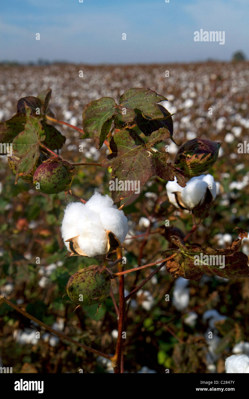 Cotton field ready for harvest in the American South. Stock Photo