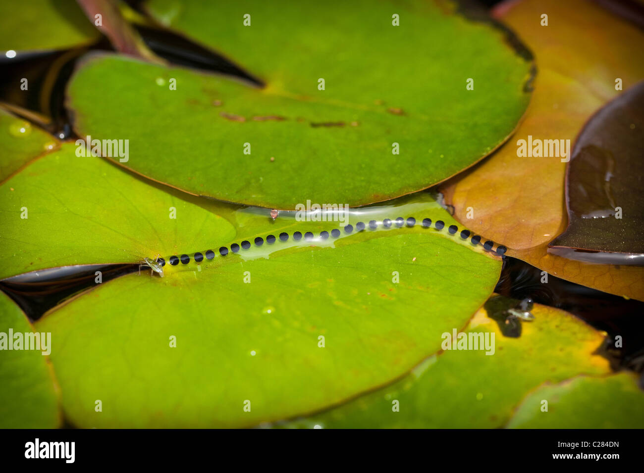 Long String Frog Eggs