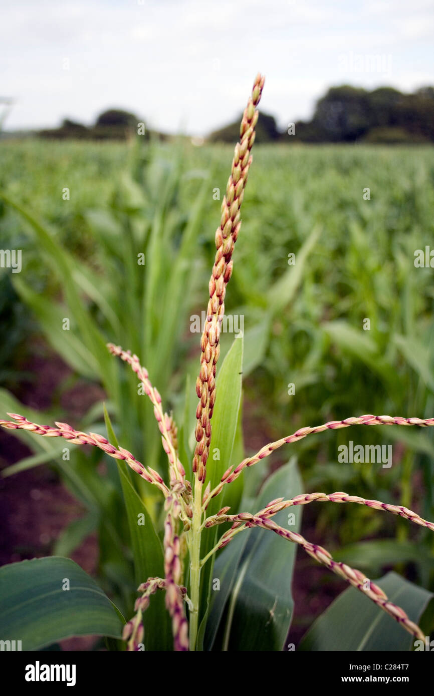 Tassel, Male flower of male inflorescence of corn stalk Stock Photo Alamy