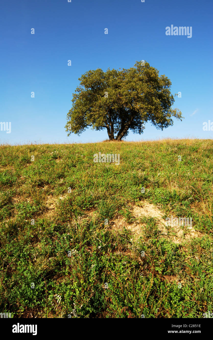 Oak tree with green field and blue sky Stock Photo - Alamy