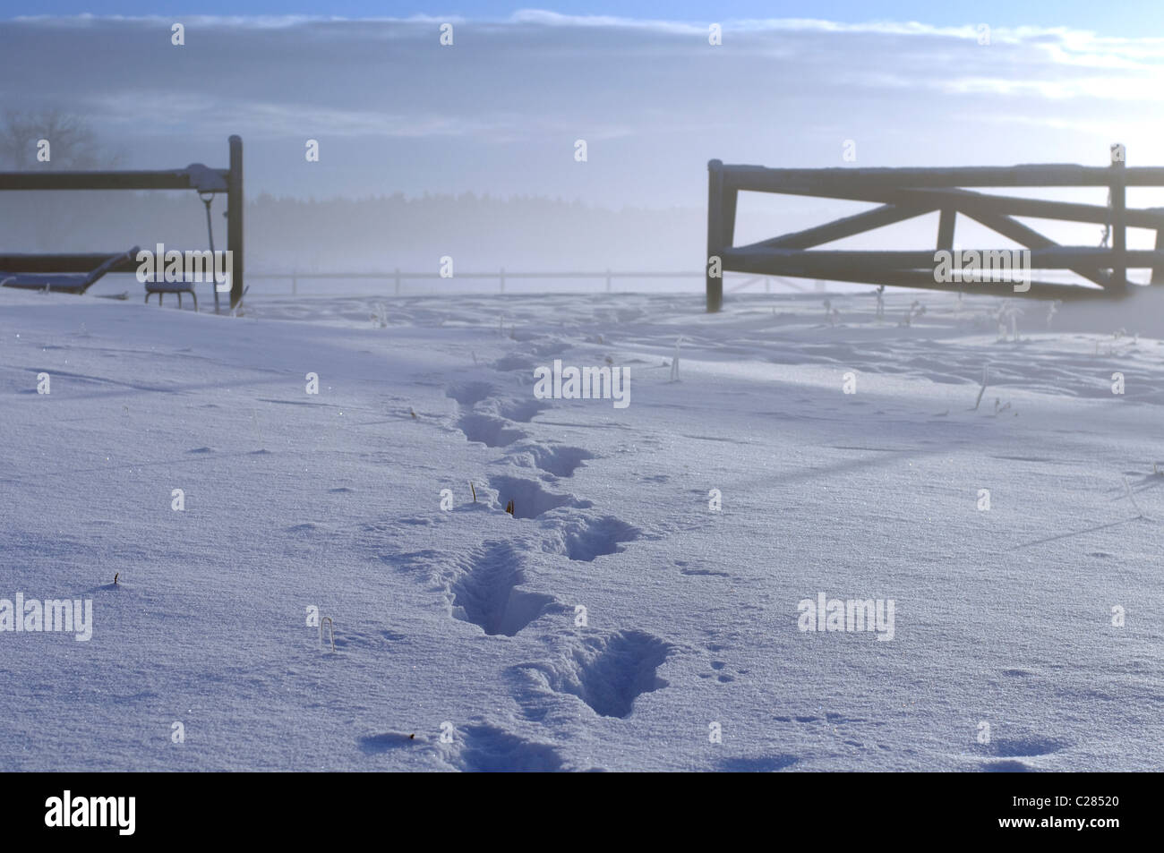Tracks in snow leading to an paddock gate. Sunlight from right side ...