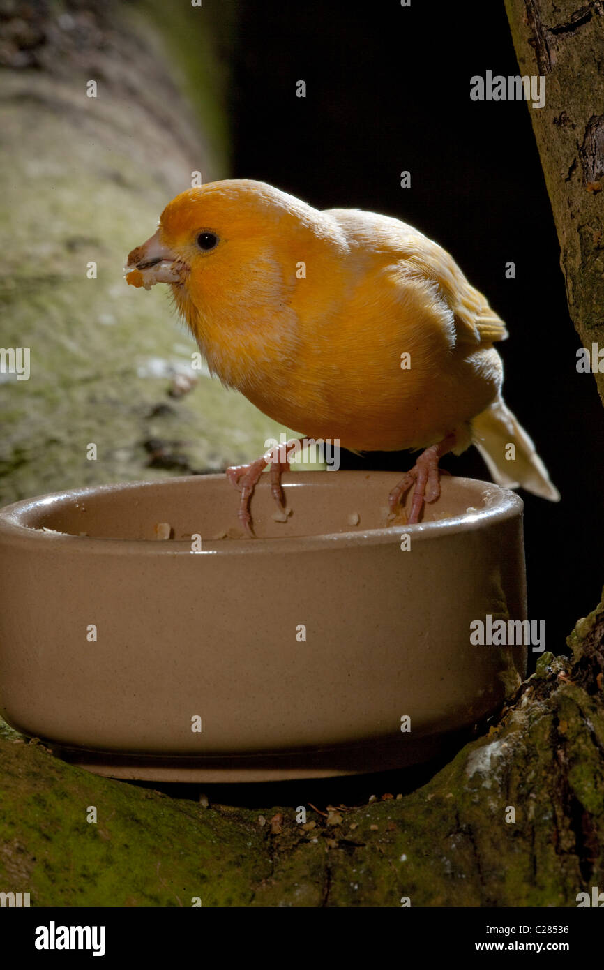 Canary (Serinus canaria). Breed; Fife. Adult at feeding bowl collecting