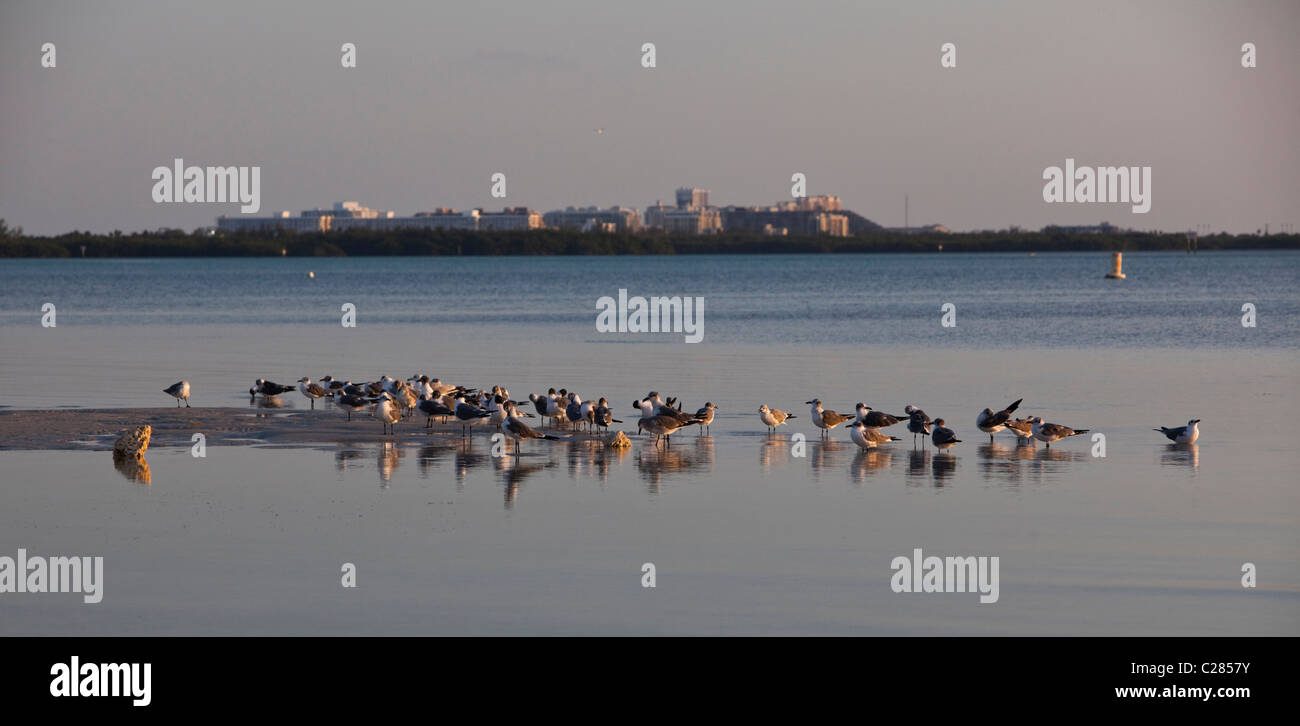 Laughing gulls standing on high tide water, Virginia Key Beach Park, Miami, Florida, USA Stock Photo